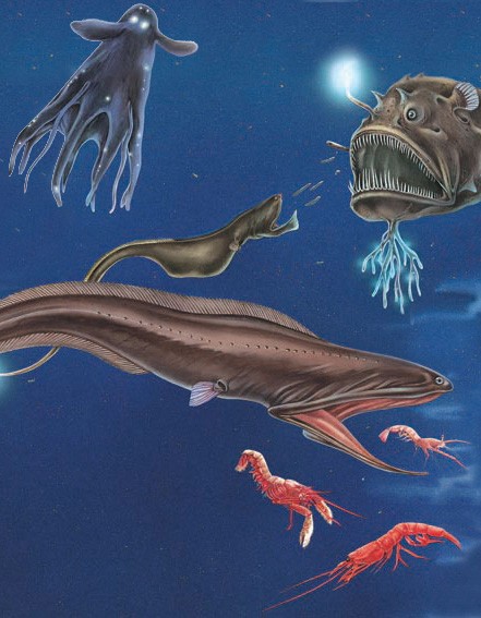 Animals of the bathypelagic zone