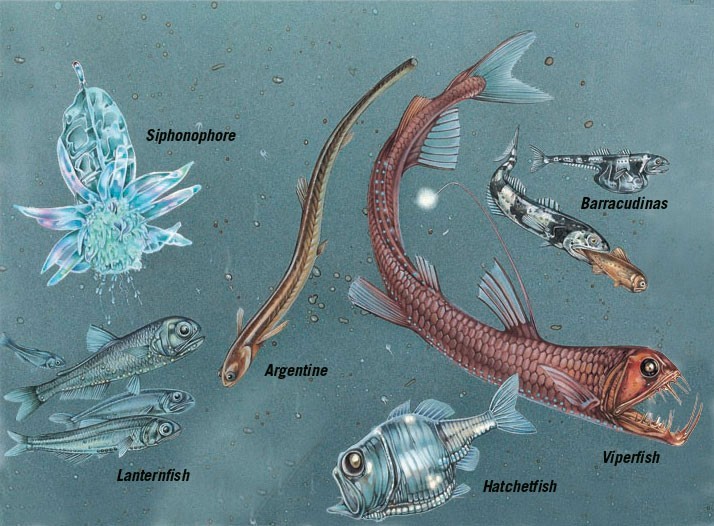 Animals of the twilight zone