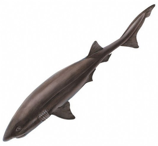 Six-gilled shark