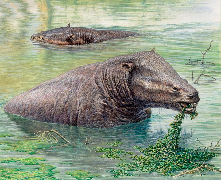 Moeritherium