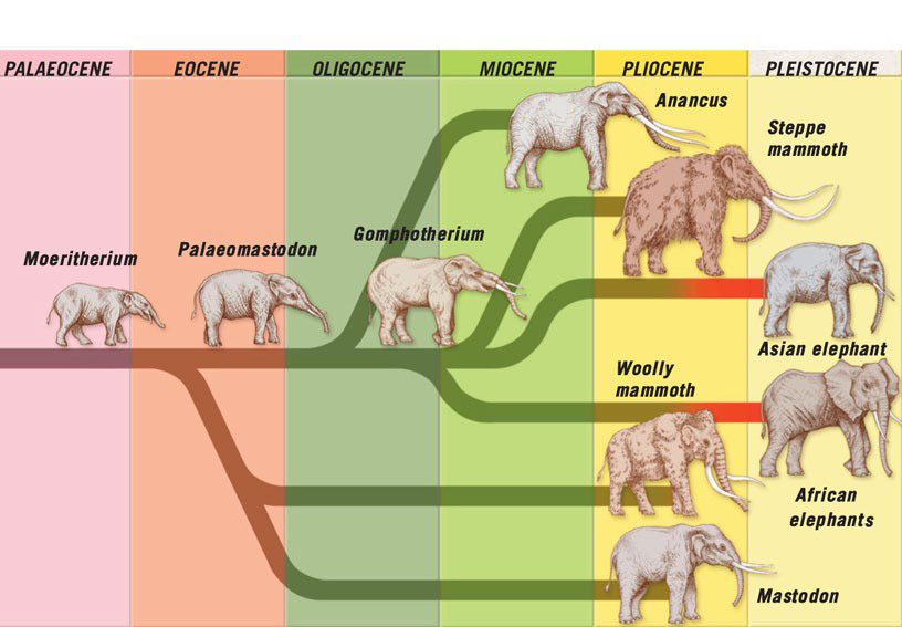 The elephant family tree