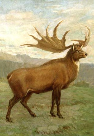 Megaloceros, known as the Irish elk
