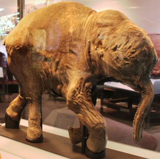 A woolly mammoth carcass preserved in ice 