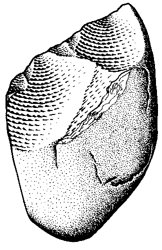 A simple chopping tool made by Homo habilis