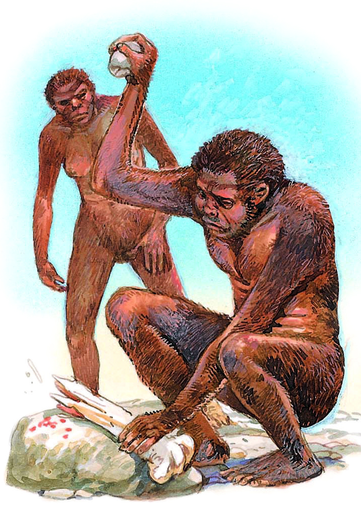 Homo habilis smashes an animal bone