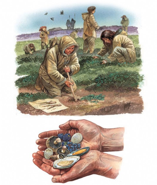 Gathering plants, fungi, eggs and shellfish