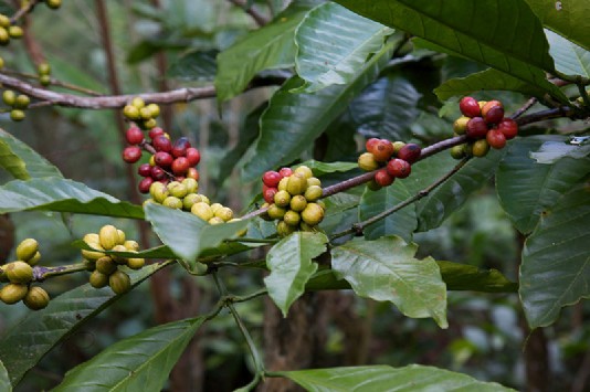 Berries of a coffee plant
