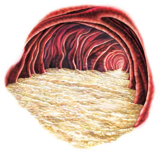 Acid is released into the food in your stomach.