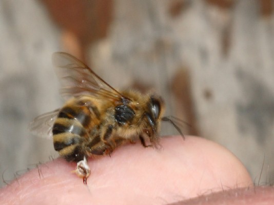 A honeybee stinging