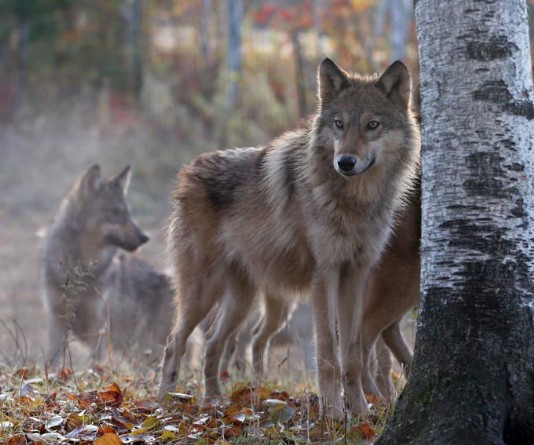 Grey or timber wolf
