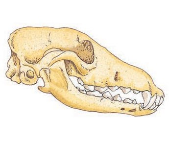 Wolf skull