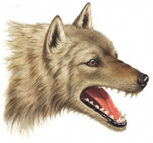 A wolf's head