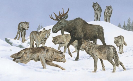 A pack of wolves encircle a moose.