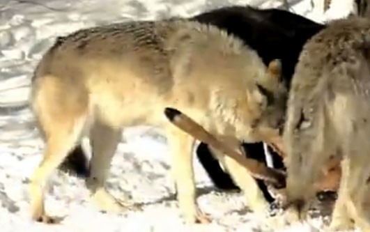 A pack of wolves tuck into their kill: a deer.