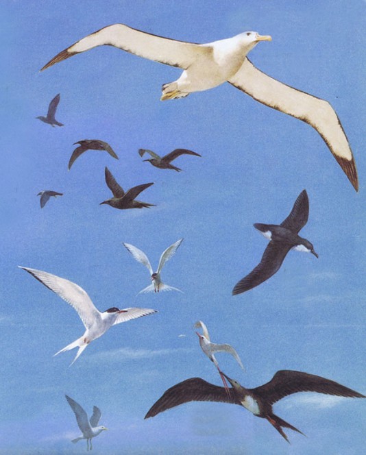 Sea birds