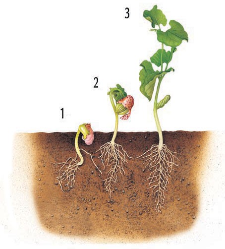 Stages in bean plant's germination