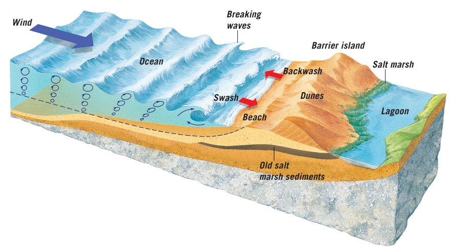 Cross-section through a barrier island