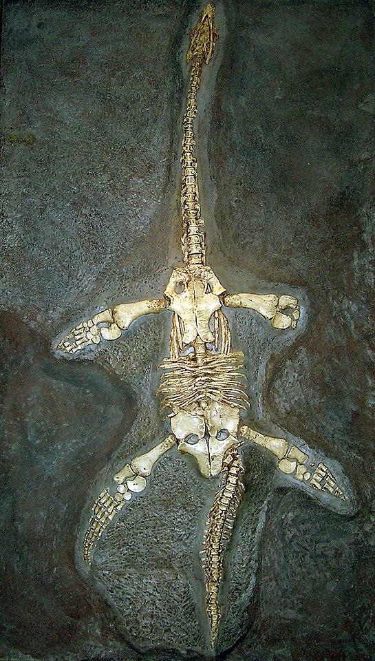 Skeleton of Thalassiodracon, a small plesiosaur