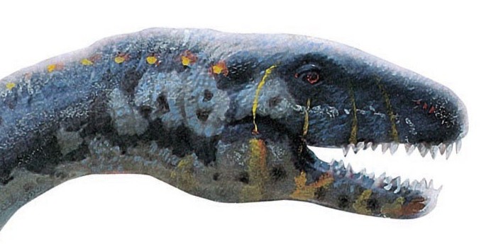 The head of Plesiosaurus
