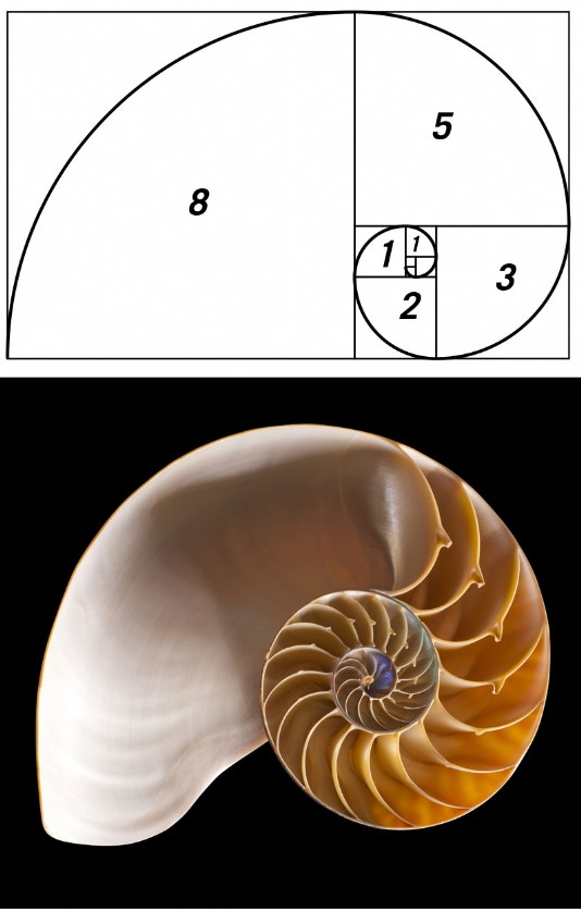Fibonacci spiral