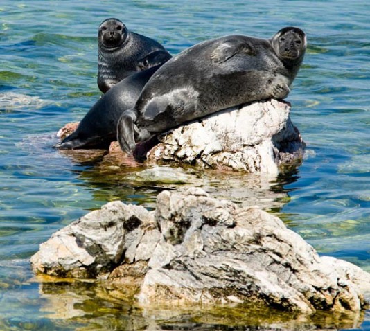Baikal seals