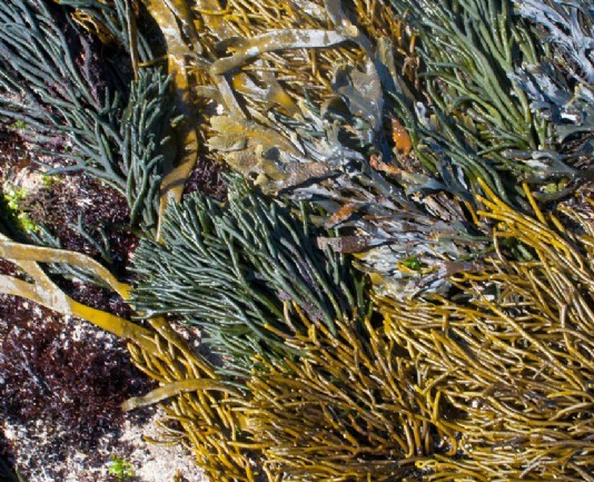 Different kinds of seaweed