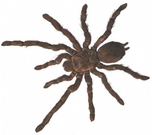 Bird-eating spider