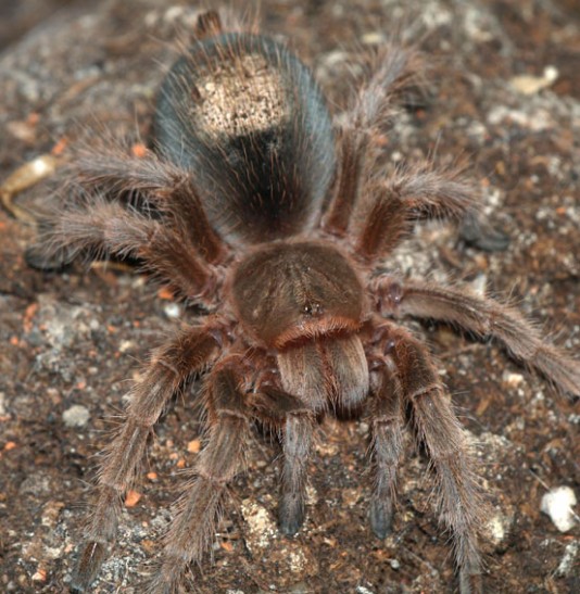 The bare patch shows where hairs have been kicked off.
