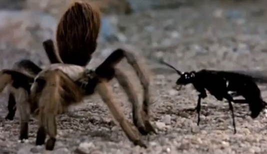 A tarantula hawk wasp attacks its prey.