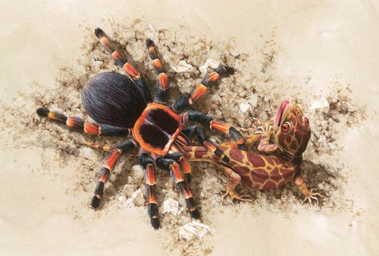 Mexican redknee tarantula