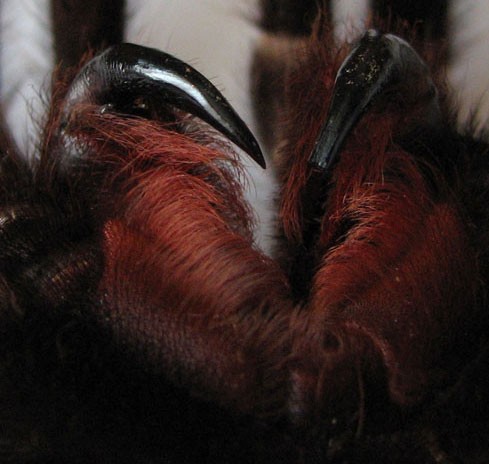 A tarantula's chelicerae