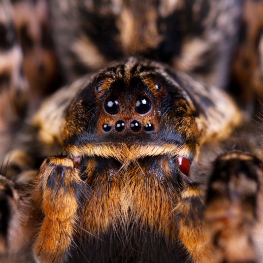 Close-up view of a tarantula's head