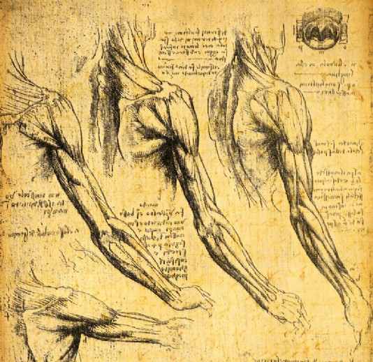 Some of Leonardo's many anatomical drawings
