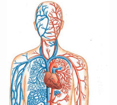 Arteries and veins shown in red and blue