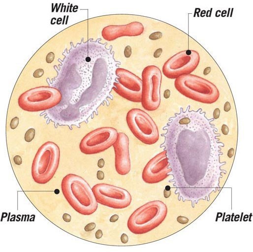 Blood consists of several different cell types.