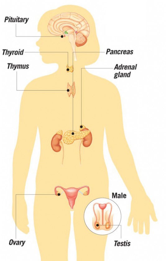 Hormone-producing glands in the human body