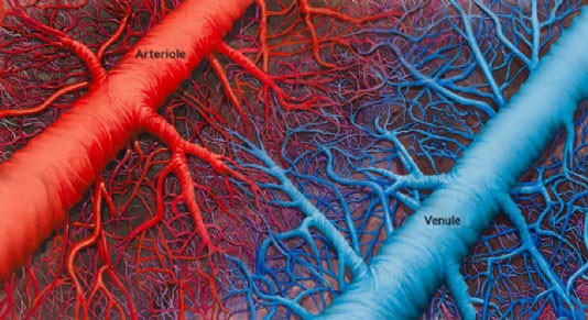 Capillaries link an arteriole to a venule.