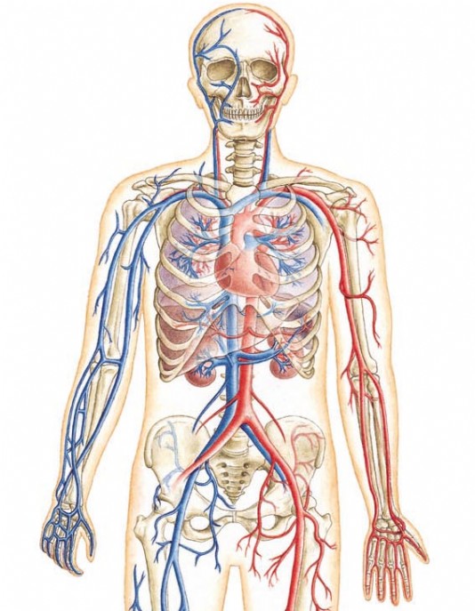 Arteries and veins carry blood around the body.
