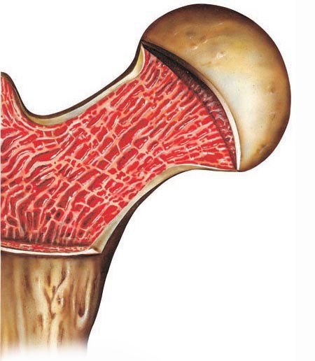 A bone in cutaway, revealing bone marrow