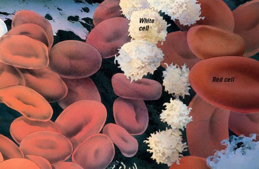 Red and white cells in the bloodstream