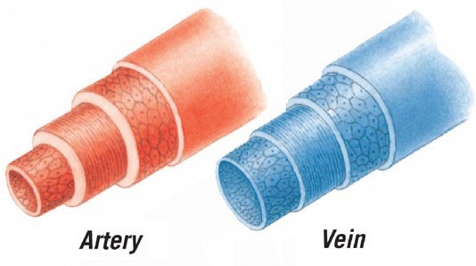Arteries have much thicker walls than veins.