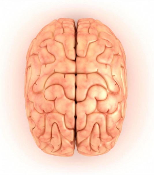 The cerebrum, seen from above.