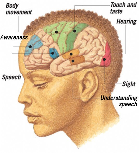 Different centres of the cerebral cortex