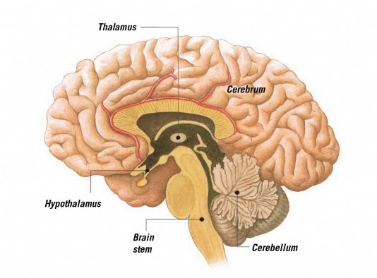 A cross-section through the brain
