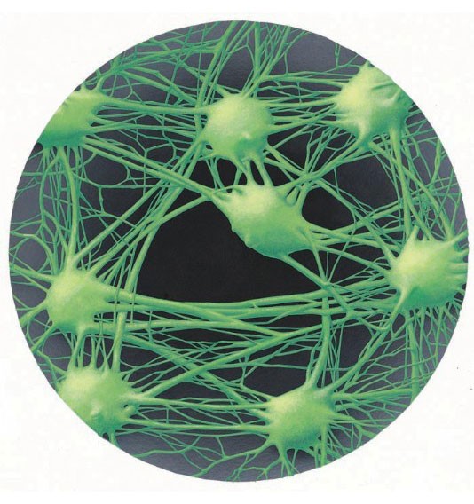 Connections between nerve cells inside the brain