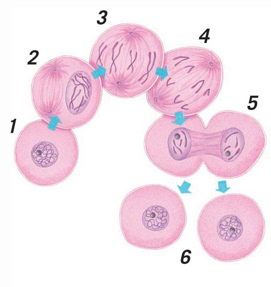 Cell division