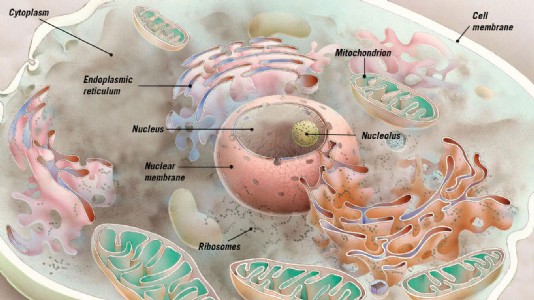 A cutaway illustration of a cell