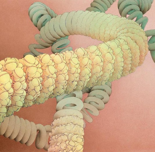 A chromosome in close-up