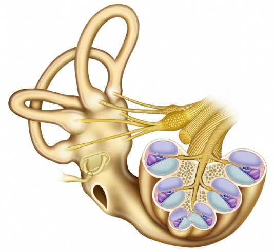 Cross-section through the cochlea
