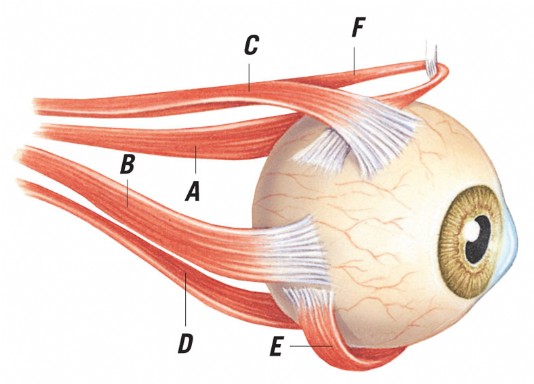 Eyeball muscles